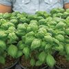 Lihi Prospera Active DMR - Organic Basil Seed
