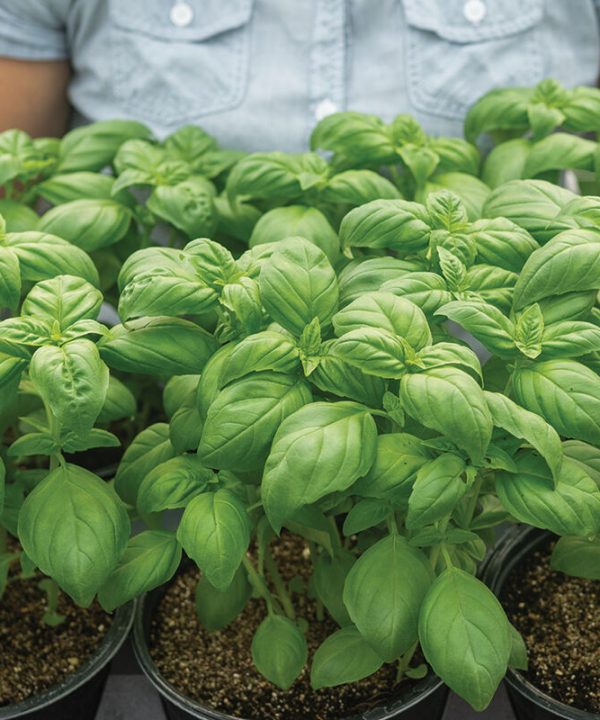 Lihi Prospera Active DMR - Organic Basil Seed