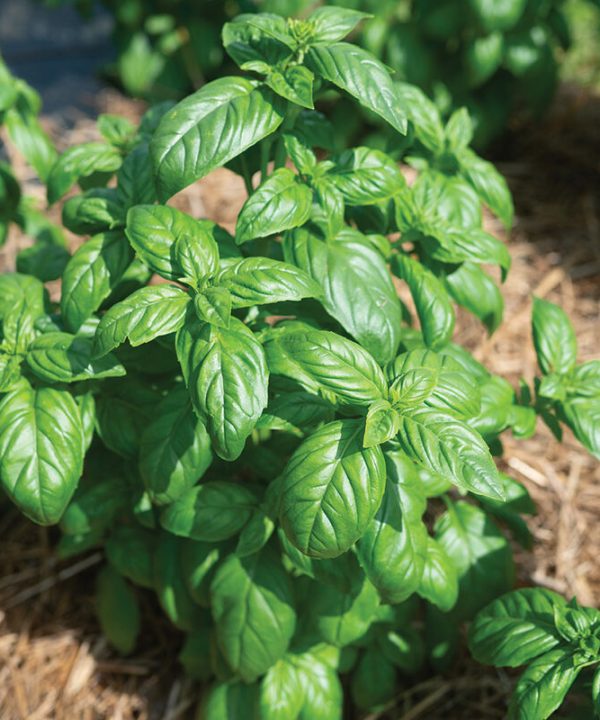 Aya Prospera Active DMR - Organic Basil Seed
