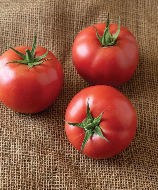 PinkID - (F1) Tomato Seed