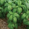 Mia Prospera Active DMR - Organic Basil Seed