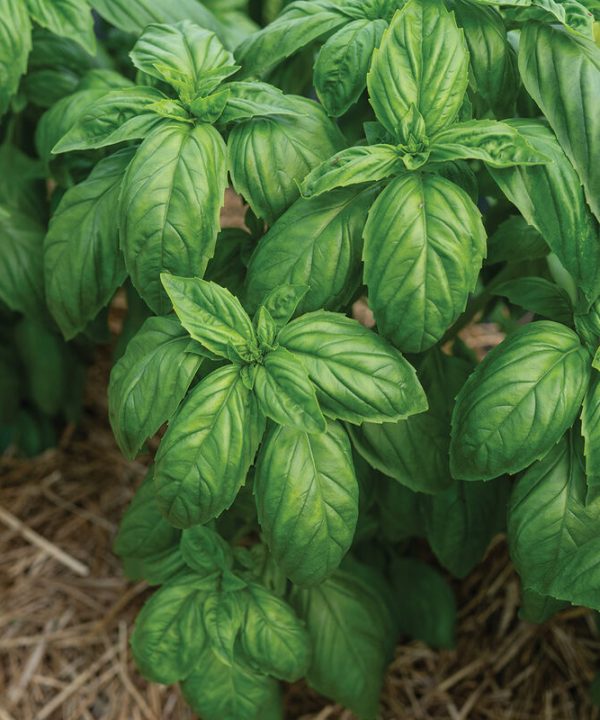 Mia Prospera Active DMR - Organic Basil Seed