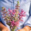 Pink Sundae - Heirloom Salvia Seed