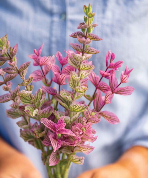 Pink Sundae - Heirloom Salvia Seed