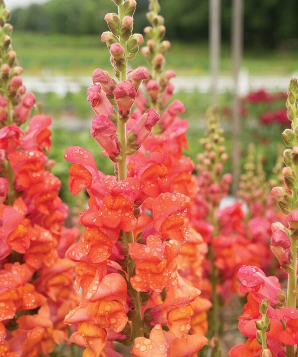 Monaco Orange - (F1) Snapdragon Seed