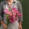 Champion Rose II -(F1) Campanula Seed