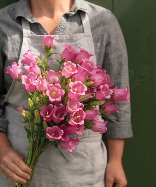 Champion Rose II -(F1) Campanula Seed