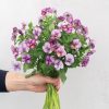 Floral Power Plum Antique - (F1) Viola Seed