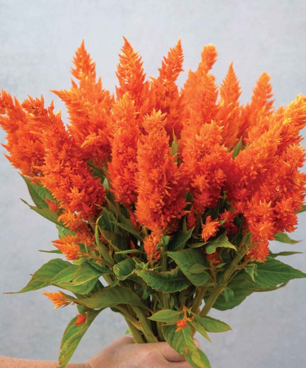 Sunday Bright Orange - Celosia Seed