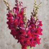 Potomac Red (F1) Snapdragon Seed