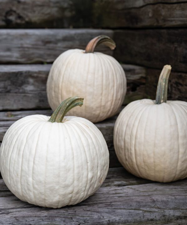 Abominable - (F1) Pumpkin Seed