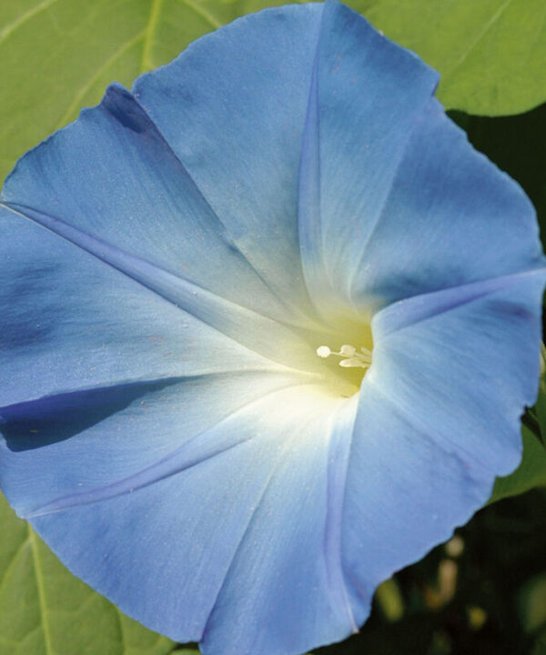 Heavenly Blue - Heirloom Morning Glory Seeds