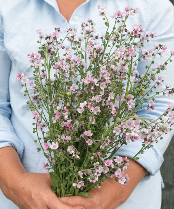 Alternative view of Mystery Rose - Cynoglossum Seed