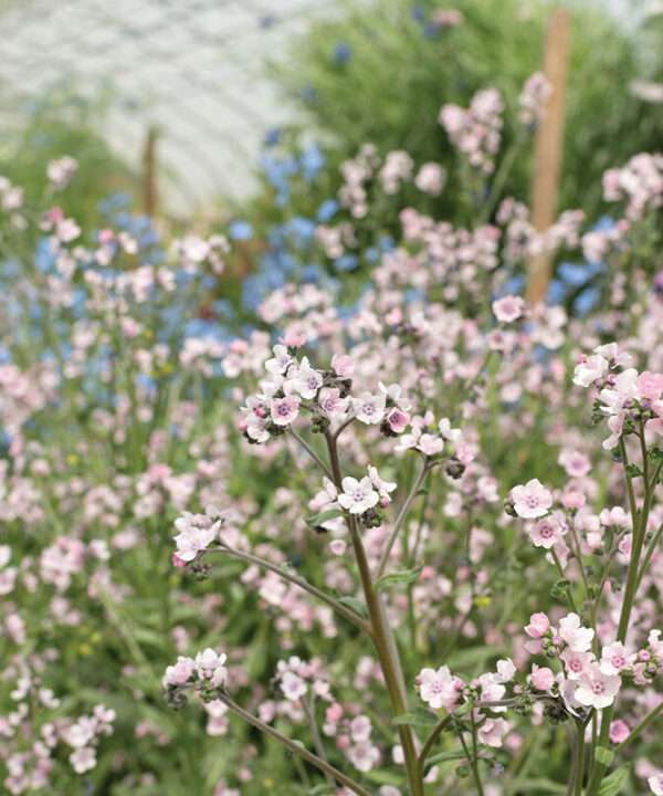 Mystery Rose - Cynoglossum Seed