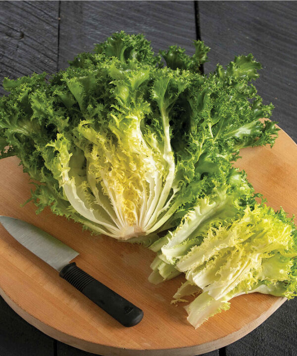 Curlesi -  Endive Seed