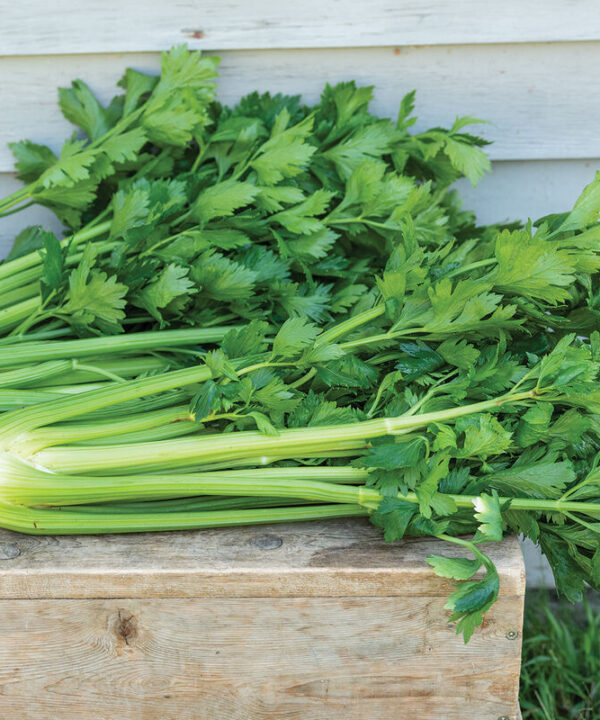 Kelvin - (F1) Celery Seed