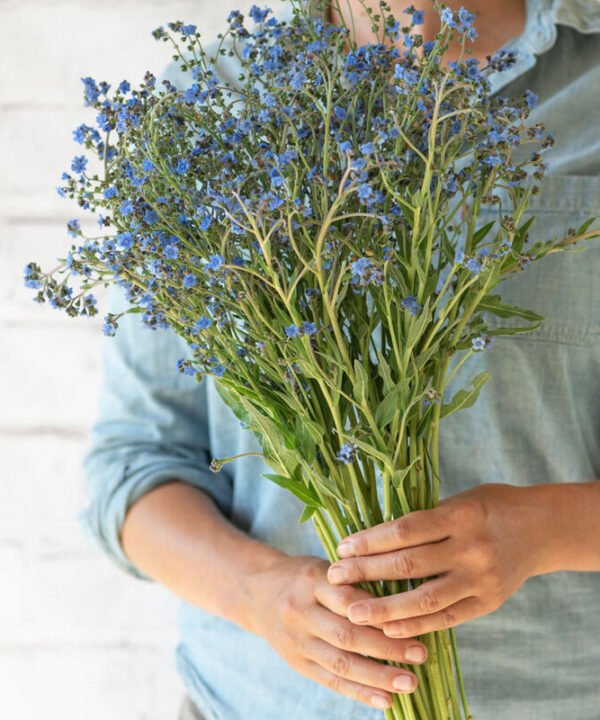 Firmament - Cynoglossum Seed