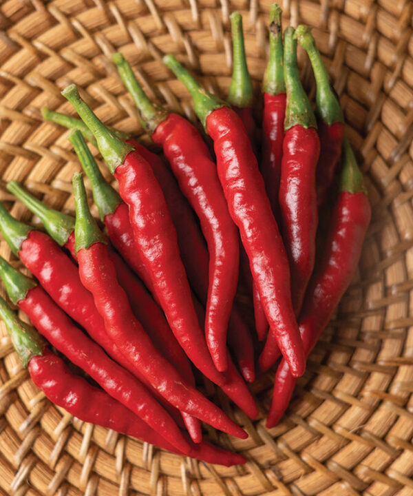 Bottle Rocket - Organic Cayenne Pepper Seed