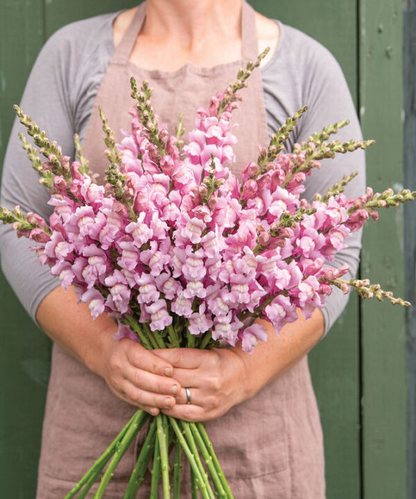 Cannes Lavender II (F1) Snapdragon Seed