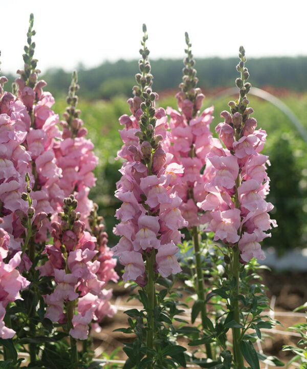 Alternative view of Cannes Lavender II (F1) Snapdragon Seed