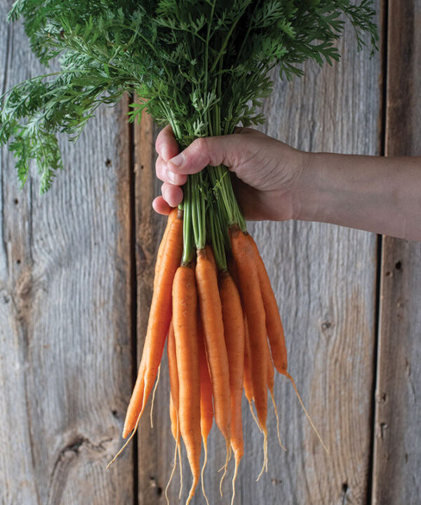 Narvik - Organic (F1) Carrot Seed