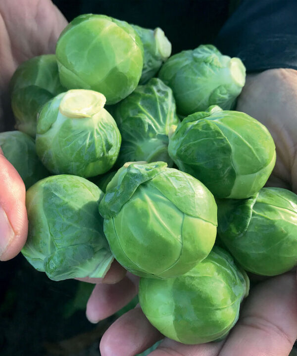 Silvia - Organic (F1) Brussels Sprout Seed