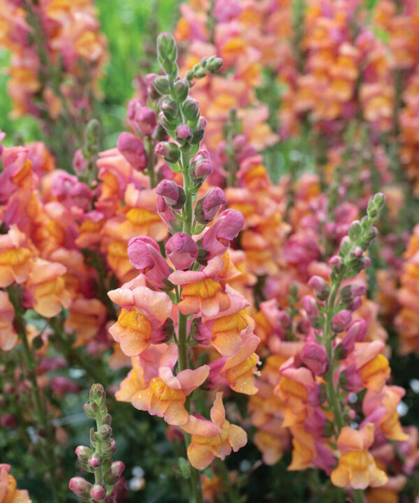 Cannes Orange II (F1) Snapdragon Seed
