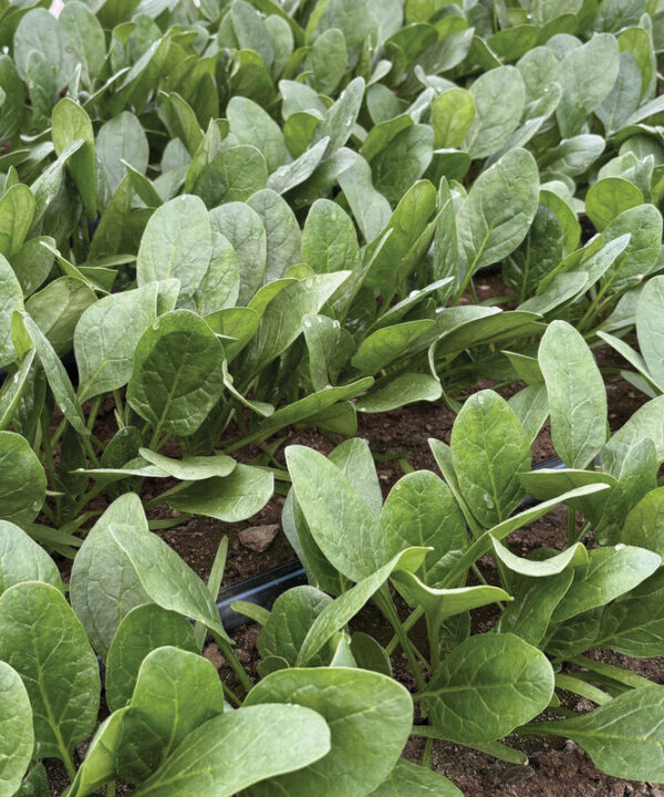 Tragopan - (F1) Spinach Seed