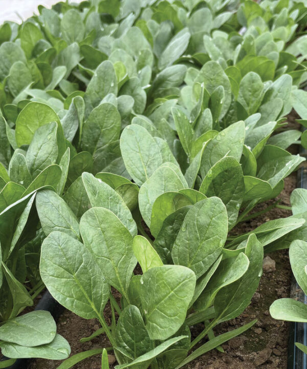 Alternative view of Tragopan - (F1) Spinach Seed