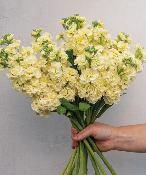 StoX Yellow - Stock Seed