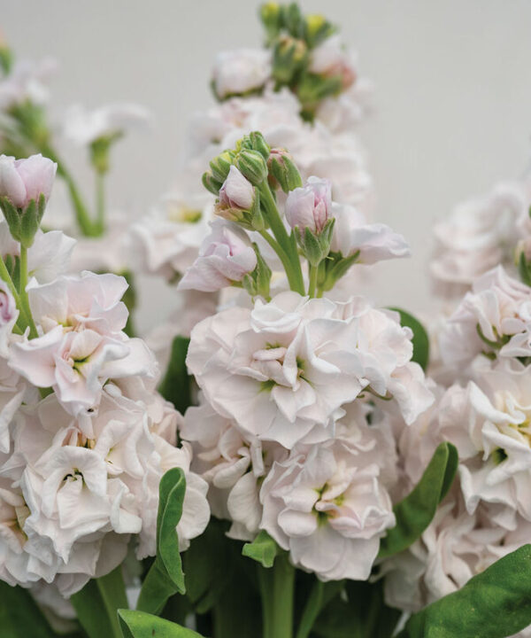 Alternative view of Silver - Stock Seed