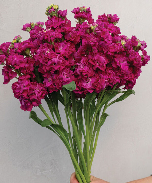 StoX Deep Rose - Stock Seed