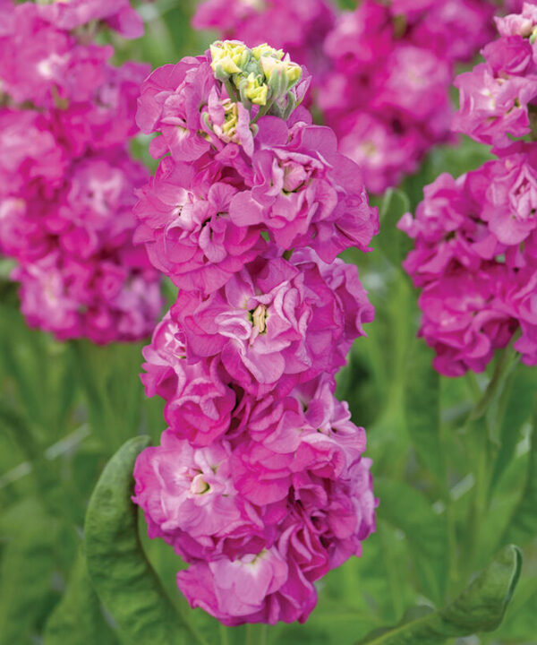 Alternative view of StoX Deep Rose - Stock Seed