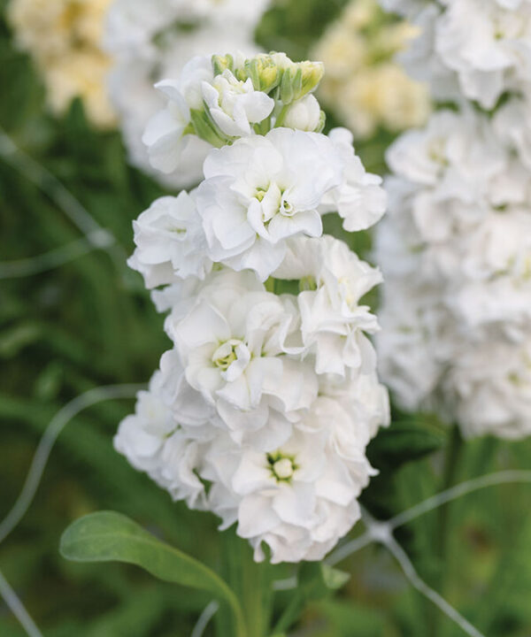 Alternative view of StoX White - Stock Seed