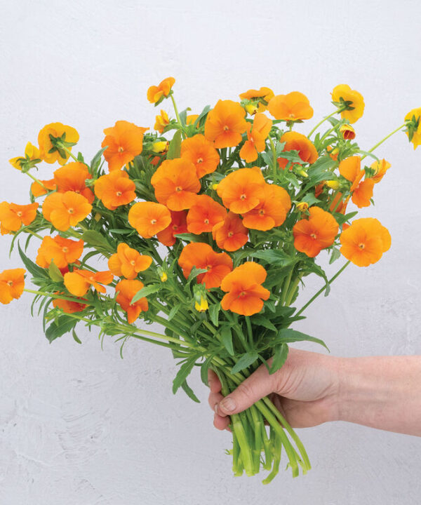 Sorbet XP Deep Orange - (F1) Viola Seed