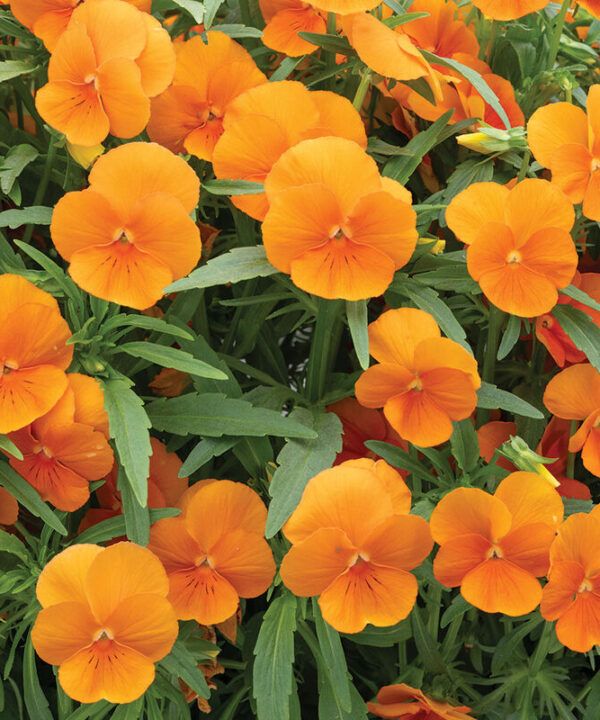 Alternative view of Sorbet XP Deep Orange - (F1) Viola Seed