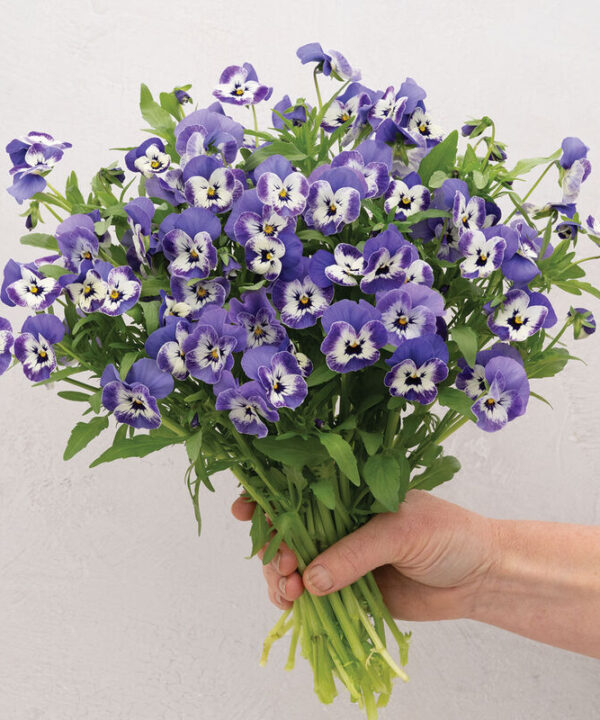 Sorbet XP Delft Blue - (F1) Viola Seed