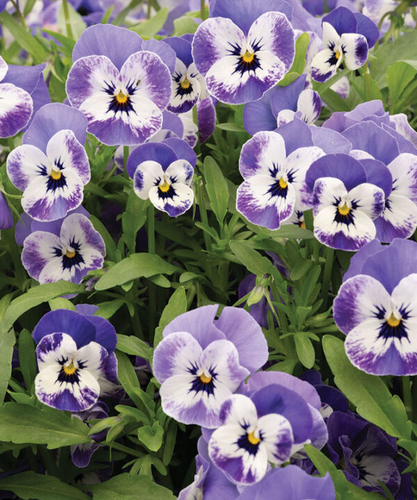 Alternative view of Sorbet XP Delft Blue - (F1) Viola Seed