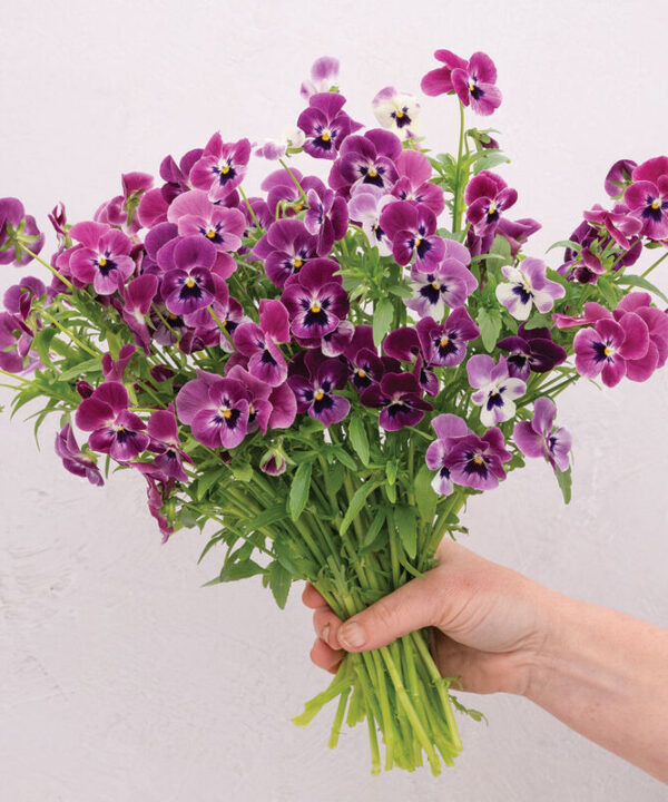 XP Raspberry - (F1) Viola Seed