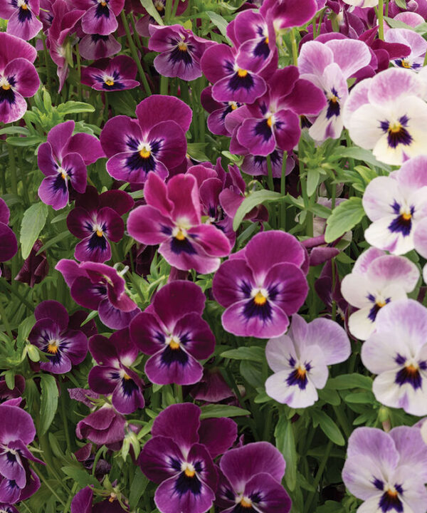 Alternative view of XP Raspberry - (F1) Viola Seed