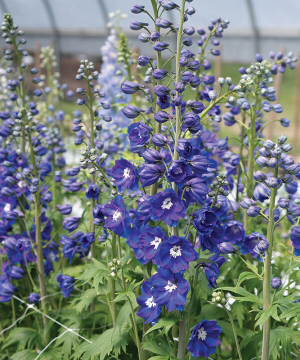 Guardian Blue - (F1) Delphinium Seed