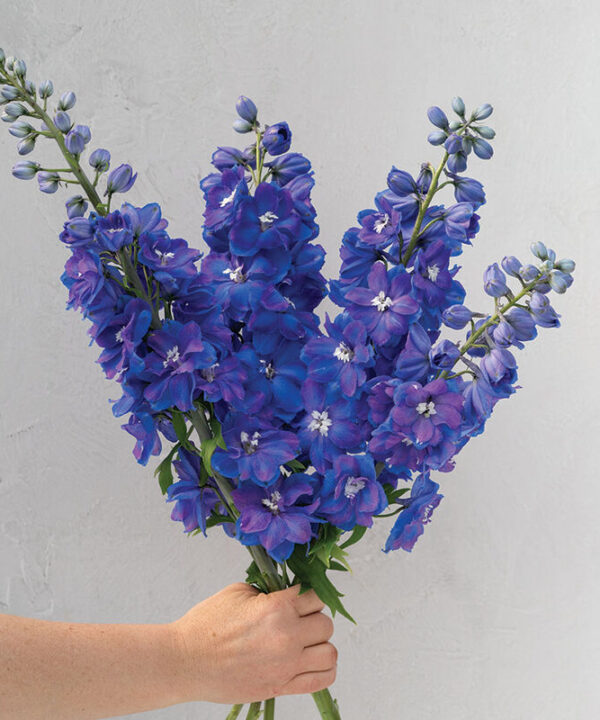 Alternative view of Guardian Blue - (F1) Delphinium Seed