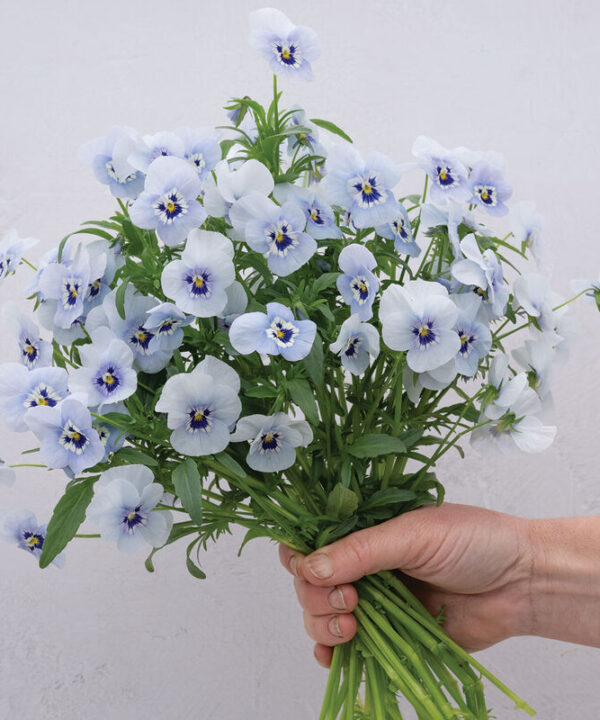 Penny Marina - (F1) Viola Seed