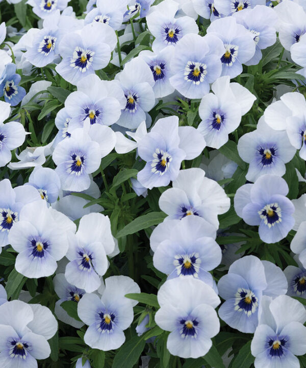 Alternative view of Penny Marina - (F1) Viola Seed