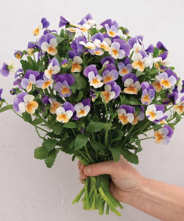 Penny Peach Jump-up - (F1) Viola Seed