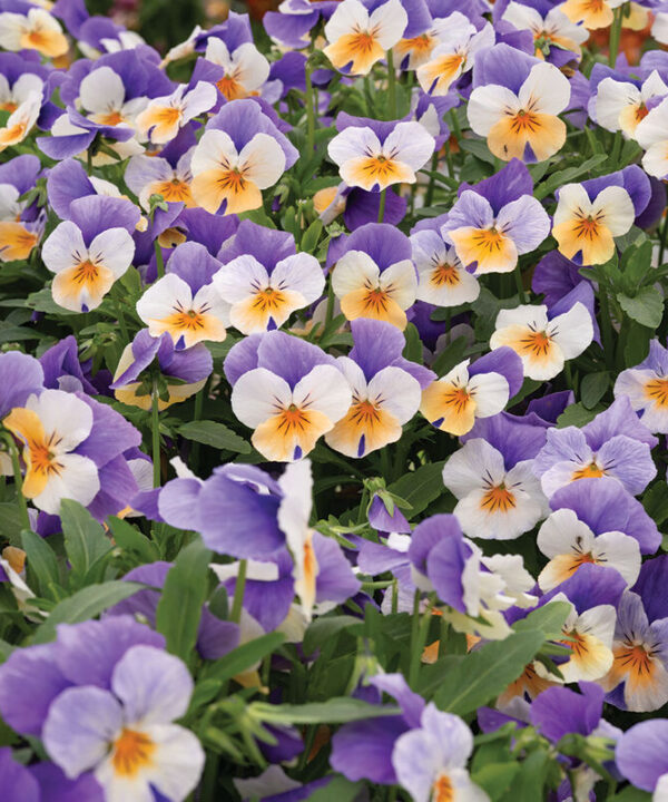 Alternative view of Penny Peach Jump-up - (F1) Viola Seed