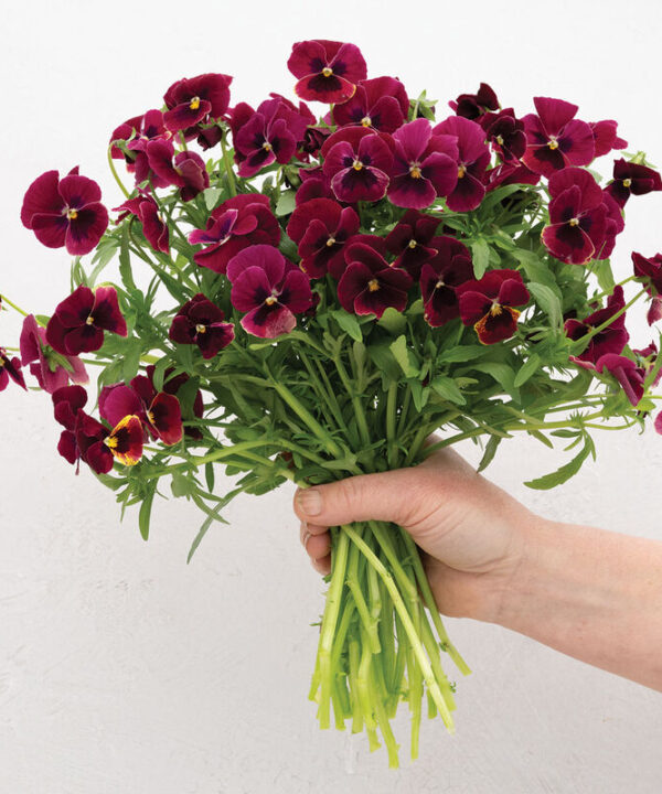 Penny Rose Blotch - (F1) Viola Seed