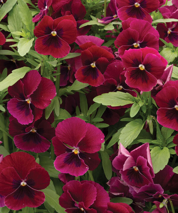 Alternative view of Penny Rose Blotch - (F1) Viola Seed