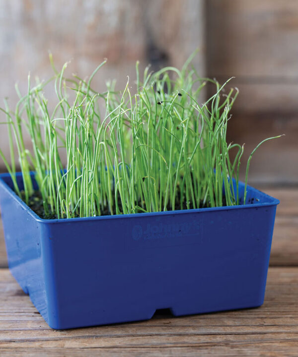 Leek - Organic Microgreen Seed