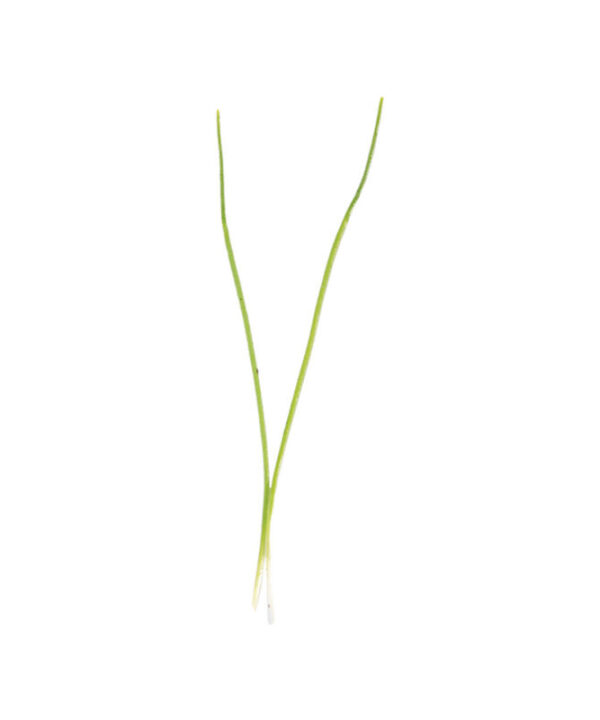 Alternative view of Leek - Organic Microgreen Seed